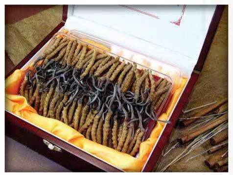 云霄冬虫夏草回收